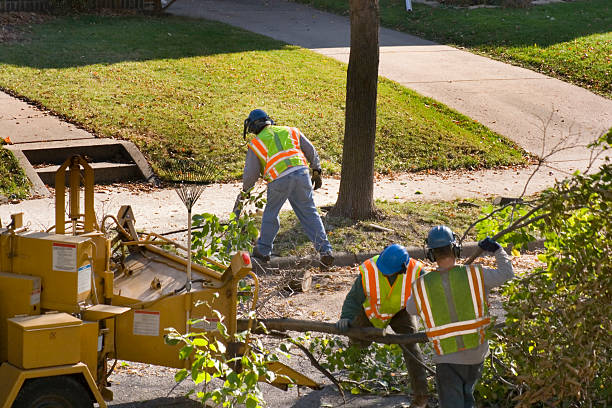 How Our Tree Care Process Works  in Waseca, MN